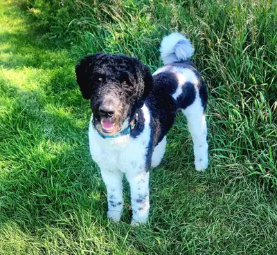 Multigenerational Goldendoodle Puppies Arriving in April, View more