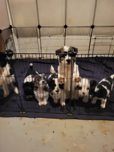 Hello selling 7 extremely healthy happy purebred Jack Russell puppies (8 weeks old May 2nd) I've bee...