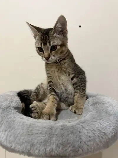 Mâle désert lynx polydactile prêt à quitter. De Québec.