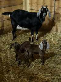 Nubian goats 