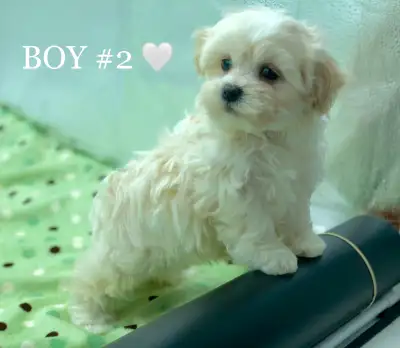 Teddy Bear SHICHON PUPPIES, View more