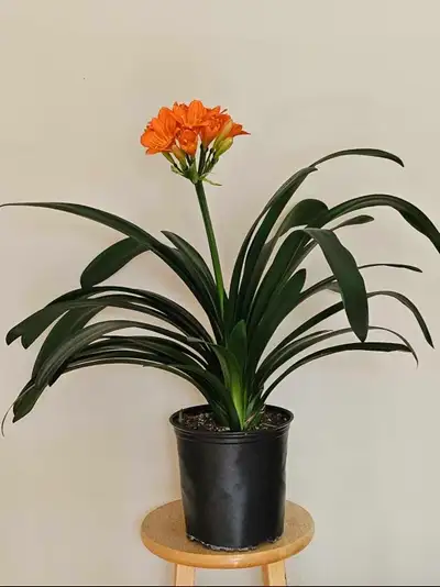Large Clivia Miniata (Bush Lily) 10+ years $80/plant, View more