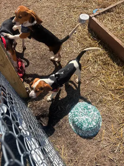 Beagle Puppies for SALE - PURE BREAD, View more