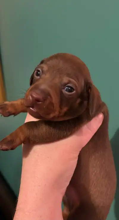 Smooth coat Mini Dachshund Puppies, View more