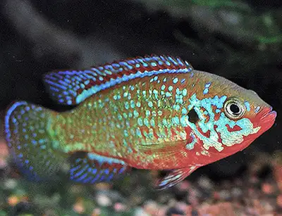 Breeding Pair of Neon Jewel Cichlids, View more