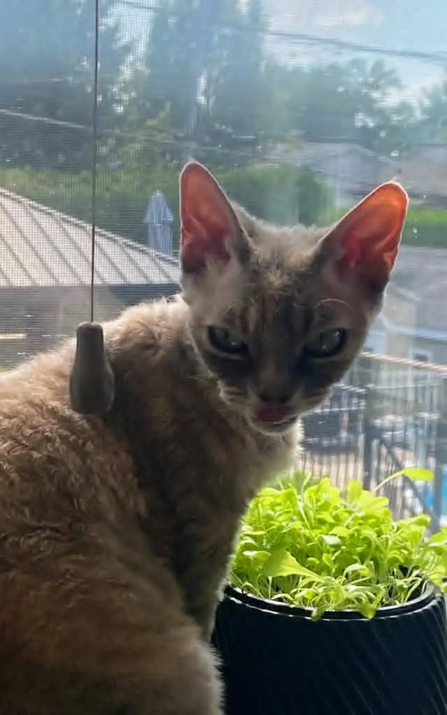 Devon Rex Cat508096594114652161