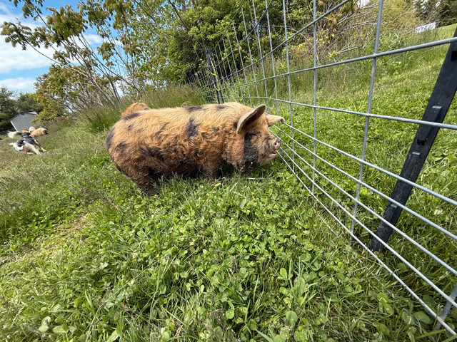 Kune Kune gilts in Livestock in Norfolk County - Image 3
