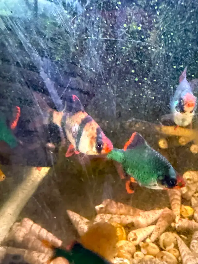 Tiger Barbs - 1 year old in Fish for Rehoming in Brantford - Image 3