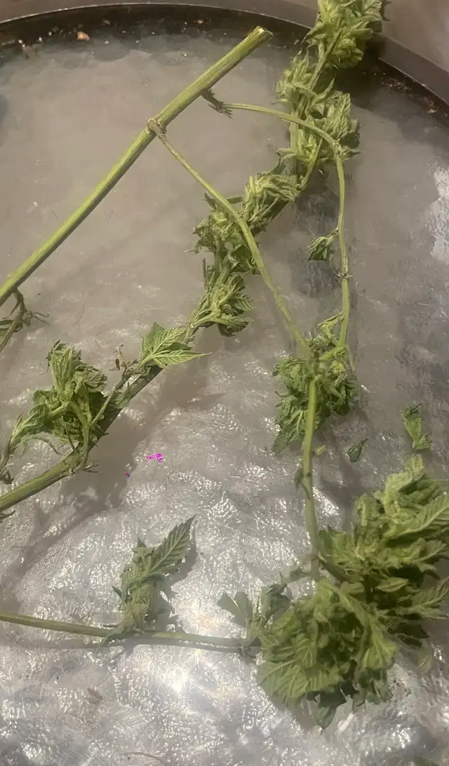 trimming service available for marijuana in Other in London - Image 2