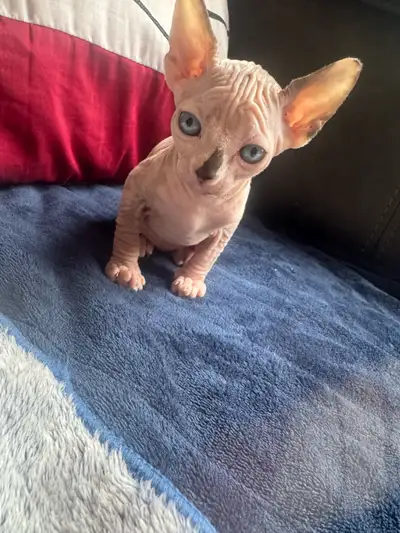 bébé chat sphynx, View more
