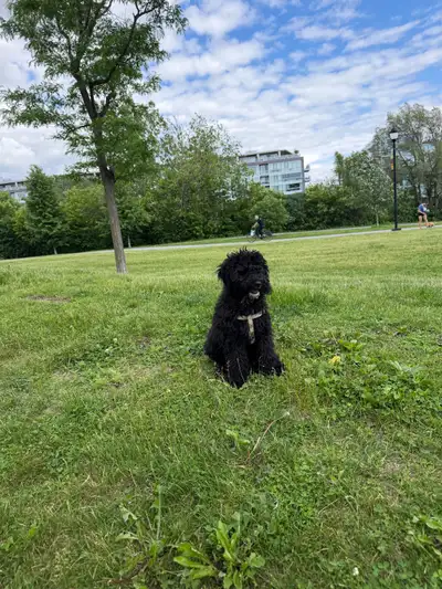 Mix of cocker spaniel and small poodle. He is 3 months old, has been vaccinated dewormed, tick treat...