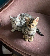 Bengal kittens, TICA registered 