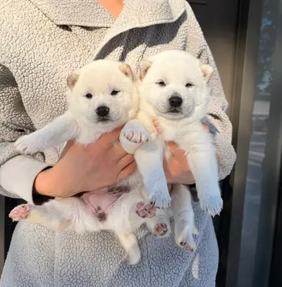 Chiots Shiba Inu puppies !! Pure race!!MICRO PUCÉ, View more