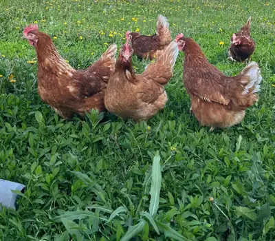 Brown Pullets - Organic fed & free range. Ready to go!, View more