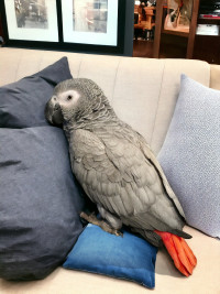Young African Grey 4000$