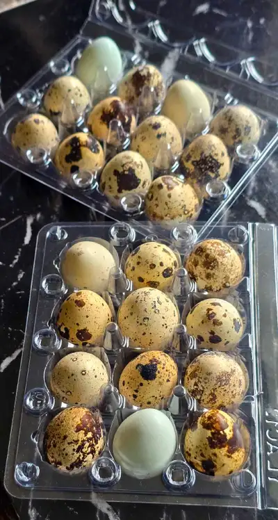 Quail Eggs for sale-$5.00, View more
