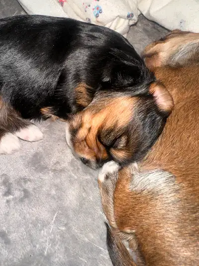 We have 3 beautiful 4 week old yorkie/shih-Tzu puppies available for sale 2 females and 1 male They...