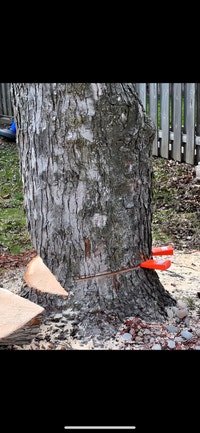 V Tree Removal Markham / York Region Toronto (GTA) Preview