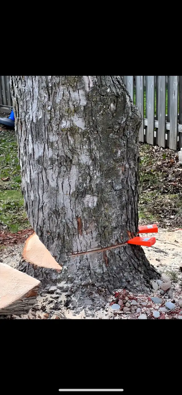 V Tree Removal
