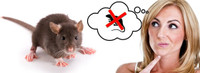 SPÉCIAL EXTERMINATION CONTRE LES SOURIS ET RATS