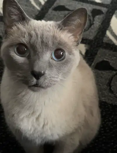 Sweet Grey Siamese Looking For a Loving Home, View more