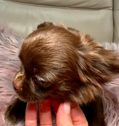 Rare Long-Haired Chocolate Chihuahua Girl – Top Pedigree, View more