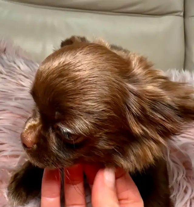 Rare Long-Haired Chocolate Chihuahua Girl – Top Pedigree in Dogs & Puppies for Rehoming in Markham / York Region - Image 2
