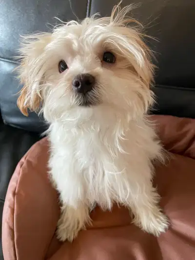 Morkie puppies, View more