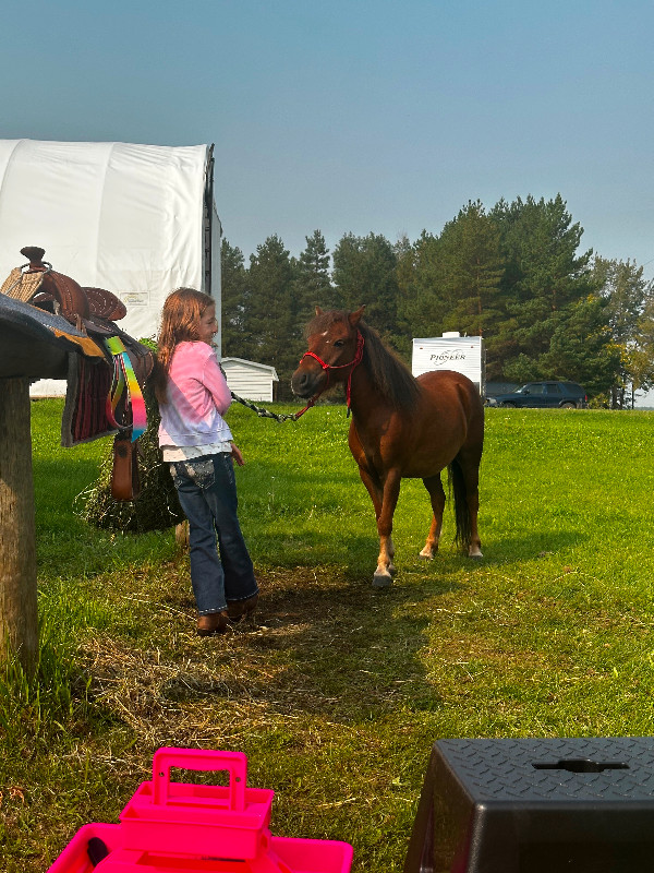 Miniature pony - gelding in Horses & Ponies for Rehoming in Edmonton - Image 2