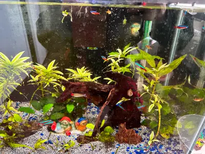 Downsizing the tank so looking to rehome some tetras Cardinal tetras - $3 each Red Eye tetras - $4 e...