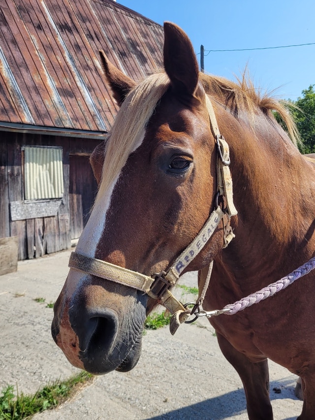 Haflinger Gelding for Sale Horses & Ponies for Rehoming Norfolk