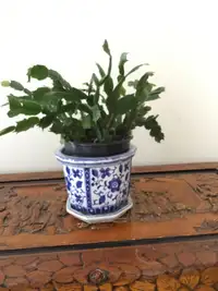 Cactus with pot