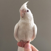 handfed baby freindly Albino cockatiel with free cage atT T pets