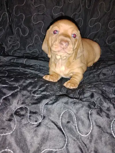 Teckel miniature Dachshund, View more