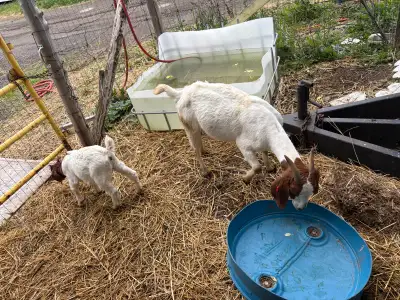 Boer goats , View more