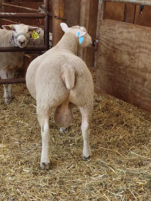 Two registered Texel ram lambs left at the farm. in Livestock in Vernon - Image 3
