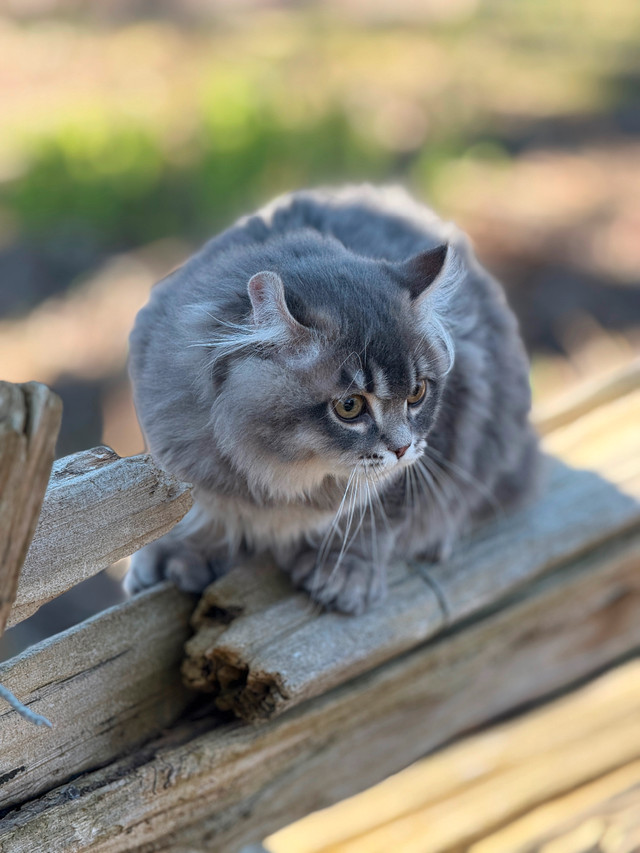 Scottish Lynx pure dans Chats et chatons à adopter  à Longueuil/Rive Sud