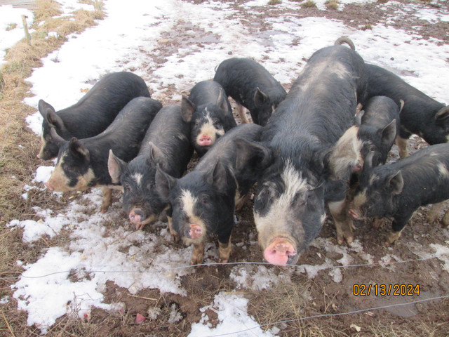 pigs in Livestock in Bridgewater - Image 4