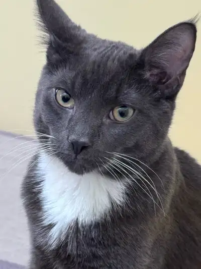 cat for rehoming, View more