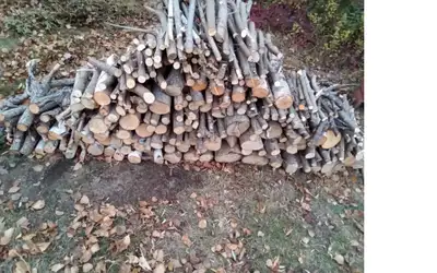 Hardwood Pile, View more