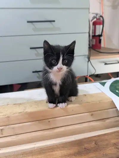 Farm Kittens, View more