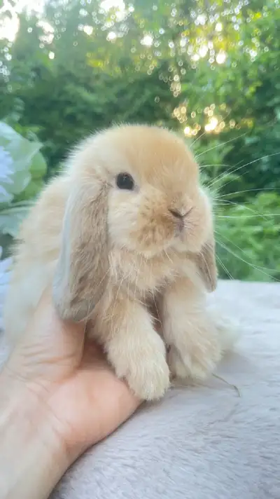 Bébé lapin bélier hollandais nain pure race mâle disponible, View more