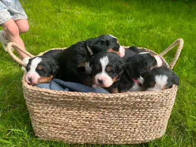 We welcomed 5 Bernese Mountain Dog puppies into our home April 25th! Visit our website below for pic...
