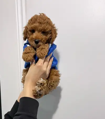Last 2 male pure toy poodle available for rehoming Very friendly, smart, friendly with kids and othe...