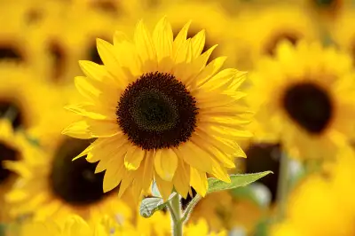 We offer a variety of bird seed Black oils in 10 and 20 kg bags Mixed in 20 kg bags