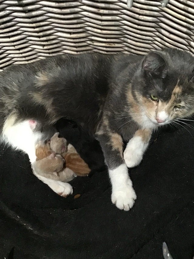 kittens and cat in Cats & Kittens for Rehoming in Moncton - Image 2