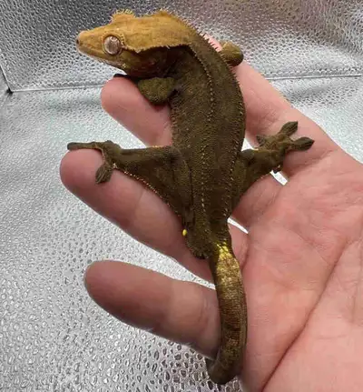 Crested Gecko - Rare Morph Looking for a New Home, View more