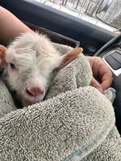 ISO free goats, View more