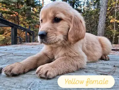 5 left! Golden Retriever English Springer, View more