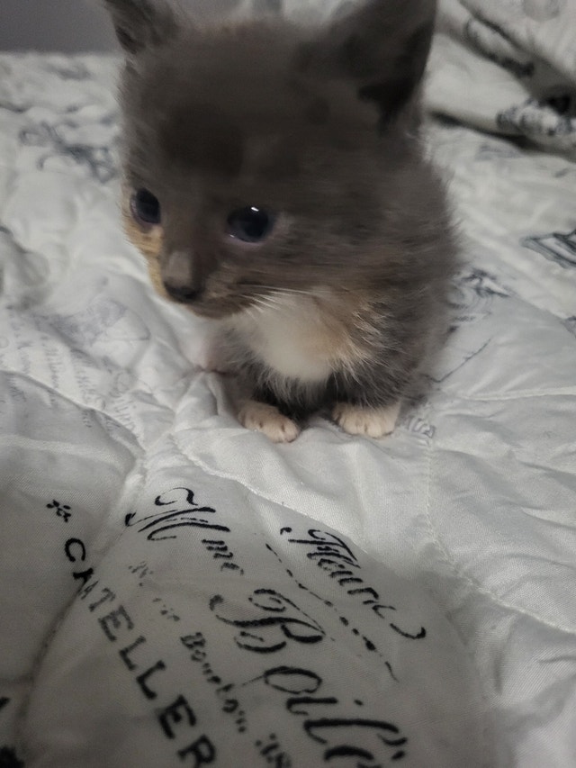 Short leg munchkin kitten Cats & Kittens for Rehoming Chilliwack